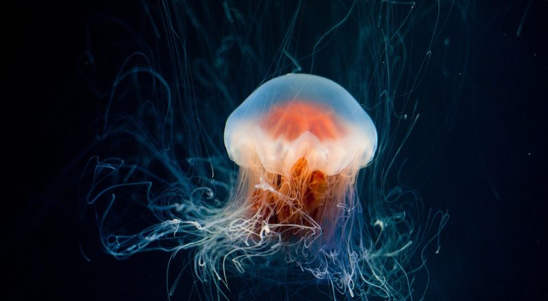 Cómo alimento a una medusa