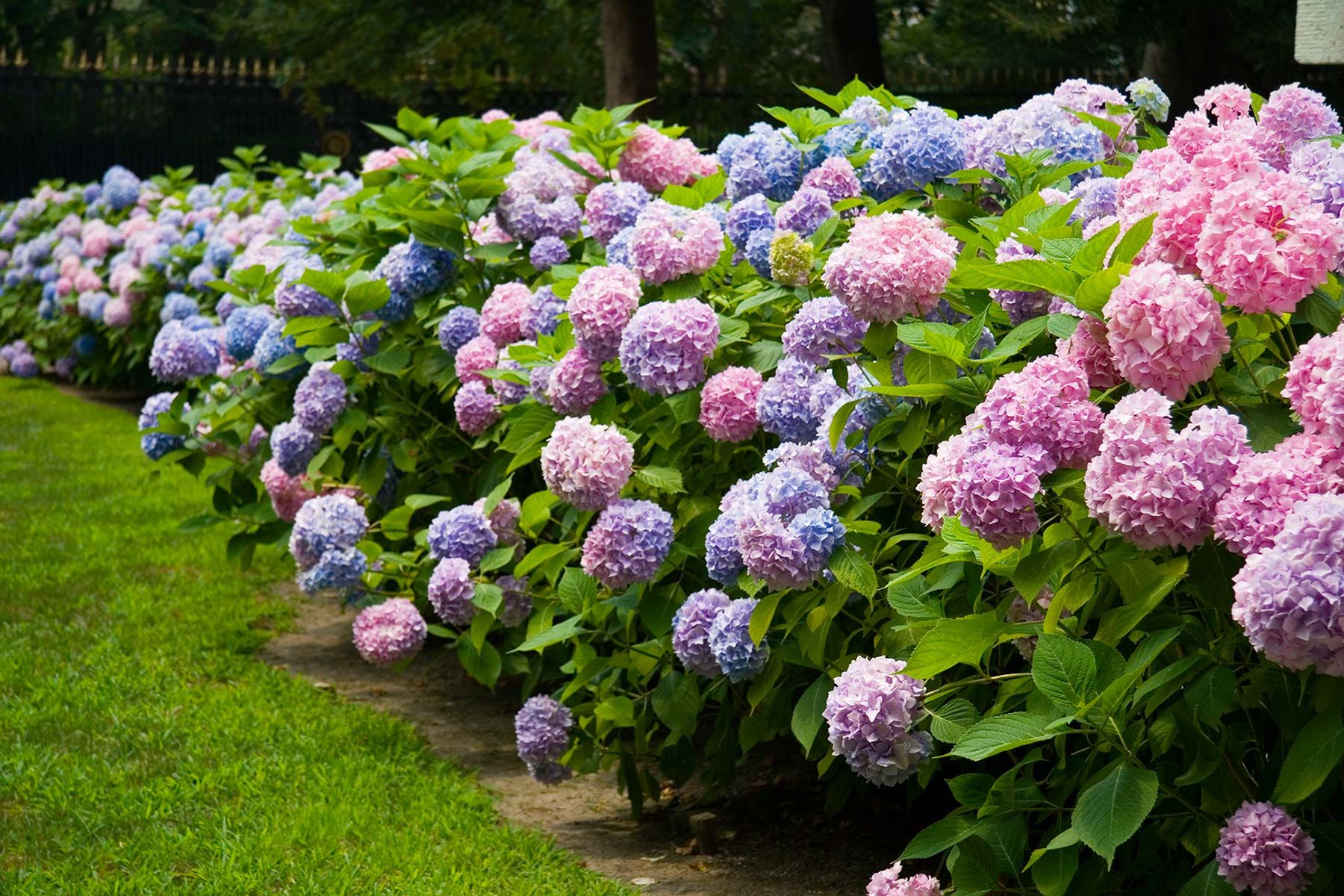 Flor Hortensia: Flores de gran belleza