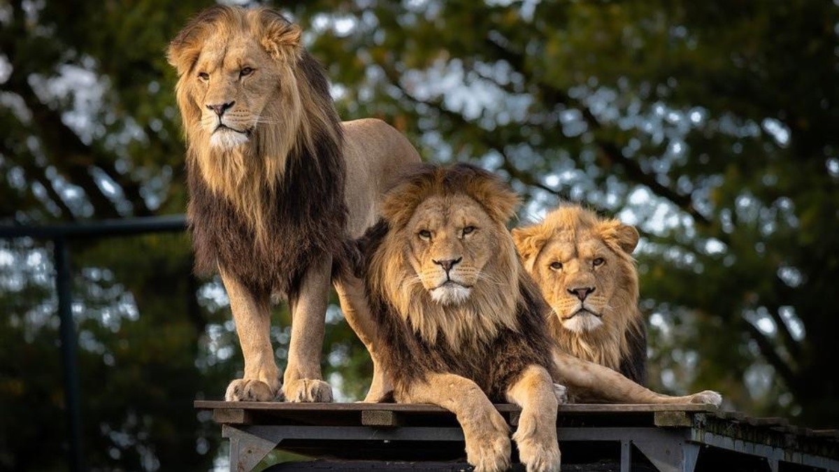 ¿Qué significa soñar con 2 leones?