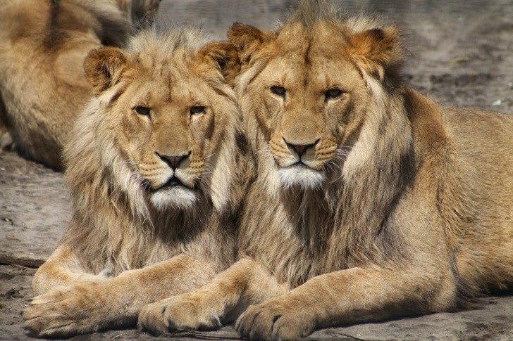 ¿Qué significa soñar con leones flacos?