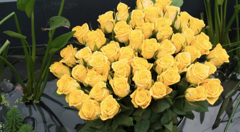 Por qué se regalan flores amarillas el 21 de marzo significado